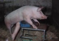 Гигантская свинья трахает мужика в сарае