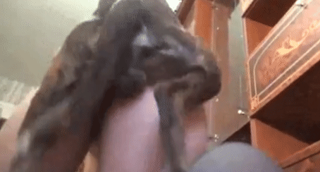 Зоо фото гифки зоофилка секс с собакой и отлиз жопы